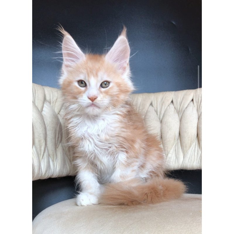 Maine Coon EZ Yogurt