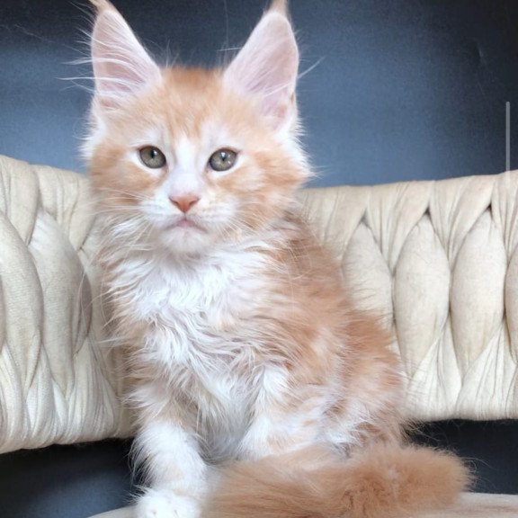 Maine Coon EZ Yogurt