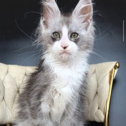 Maine Coon EZ Yan