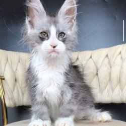 Maine Coon EZ Yan