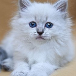Siberian EZ Gloriya