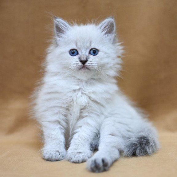 Siberian EZ Gloriya