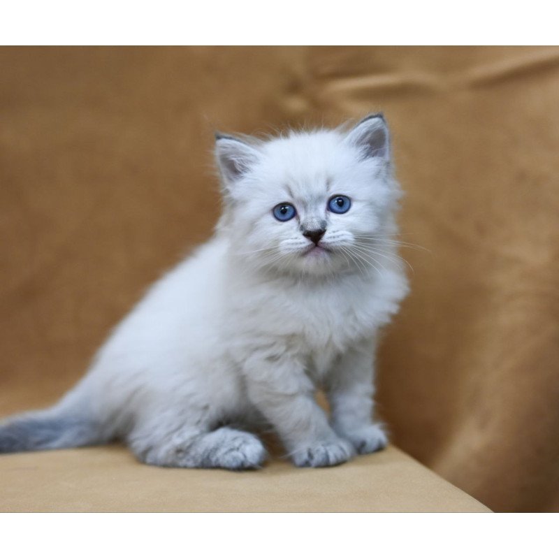 Siberian EZ Gvidon