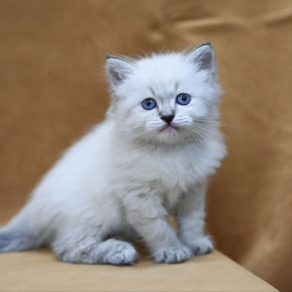 Siberian EZ Gvidon
