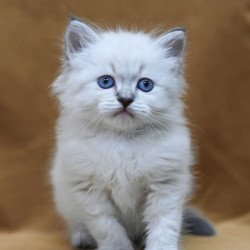 Siberian EZ Gvidon