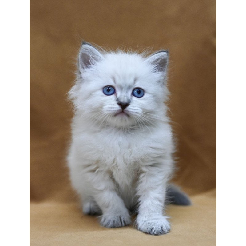 Siberian EZ Gvidon
