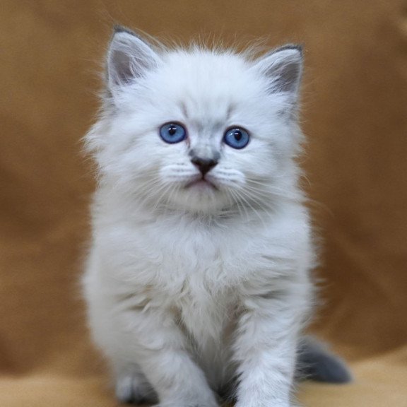 Siberian EZ Gvidon