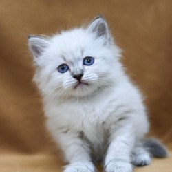 Siberian EZ Gvidon