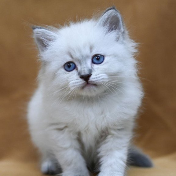 Siberian EZ Gvidon