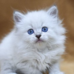 Siberian EZ Geizer