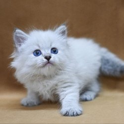 Siberian EZ Geizer