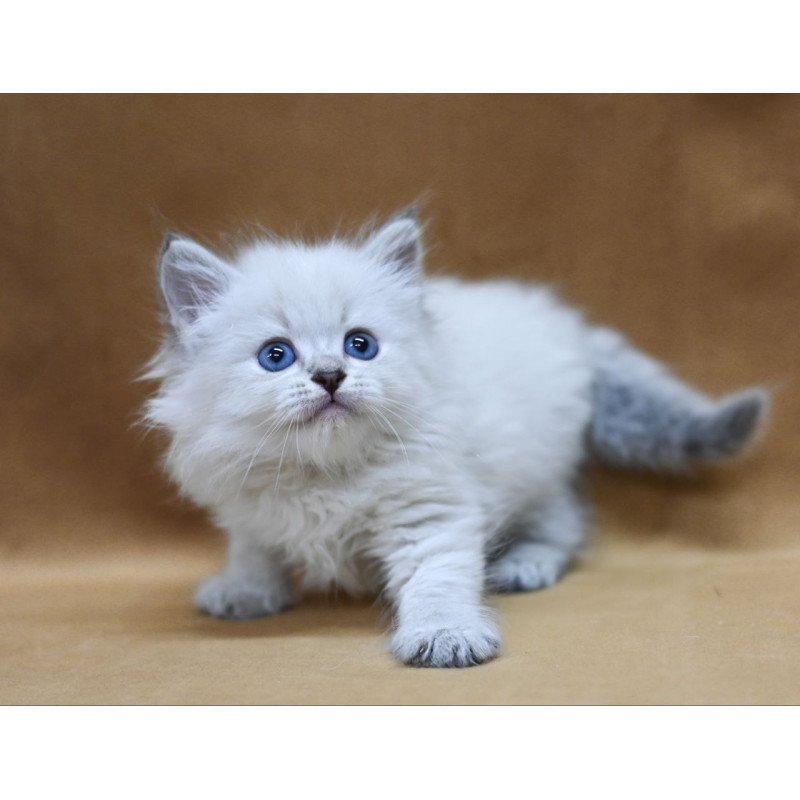 Siberian EZ Geizer