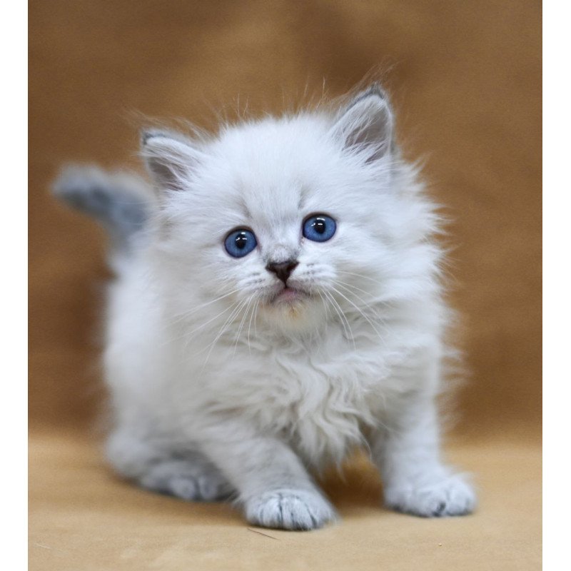 Siberian EZ Geizer
