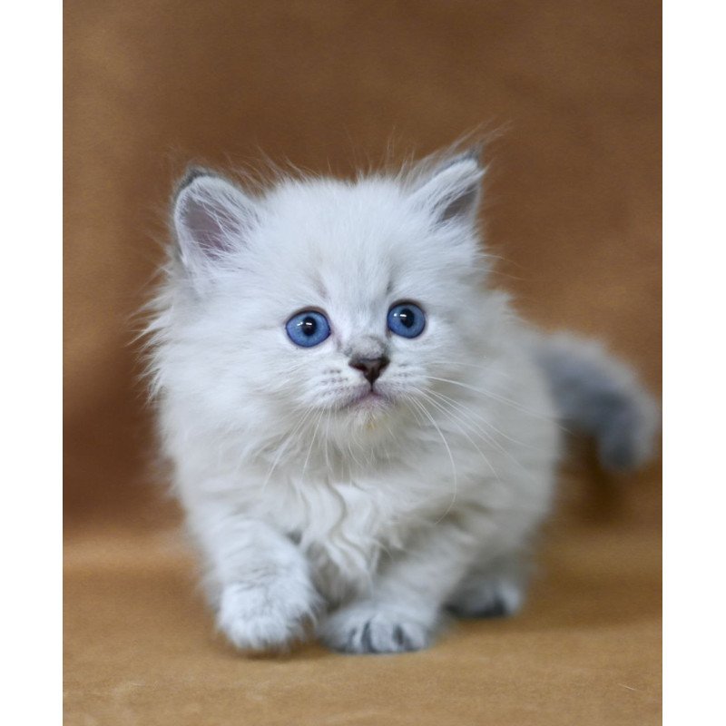 Siberian EZ Geizer