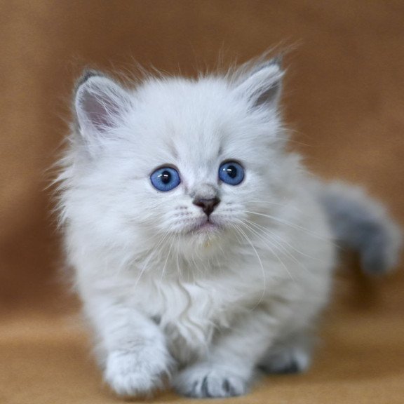 Siberian EZ Geizer