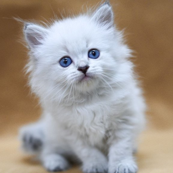 Siberian EZ Geizer