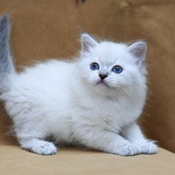 Siberian EZ Glint