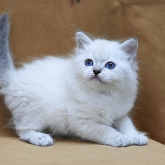 Siberian EZ Glint