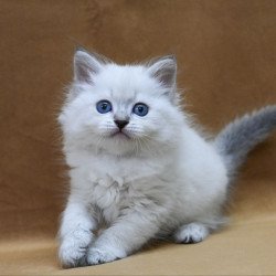 Siberian EZ Glint