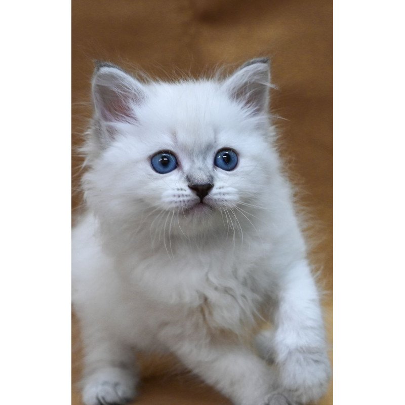 Siberian EZ Glint