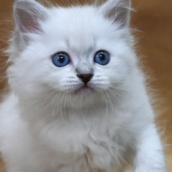 Siberian EZ Glint