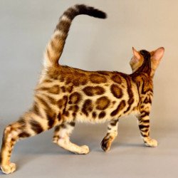 Bengal Xirelle