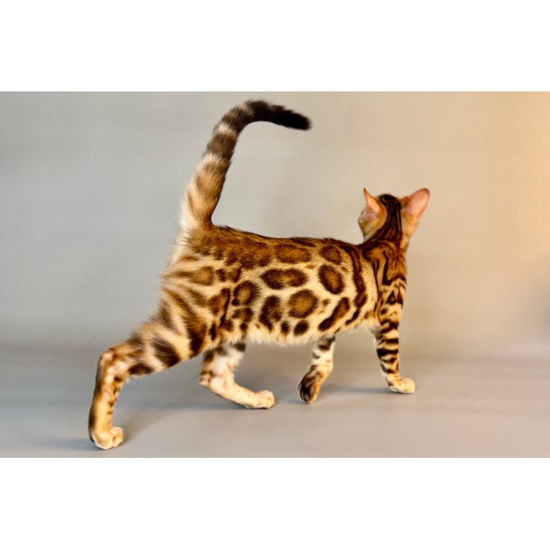 Bengal Xirelle