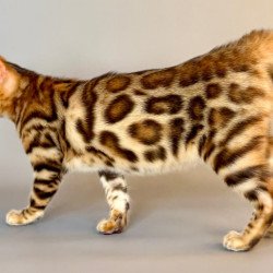 Bengal Xirelle