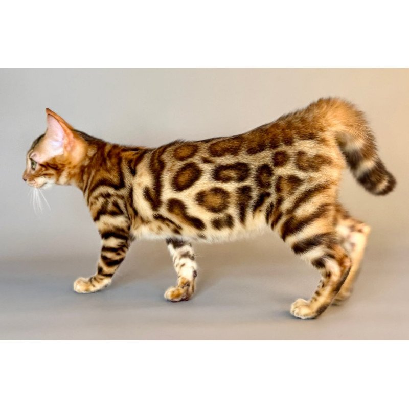 Bengal Xirelle