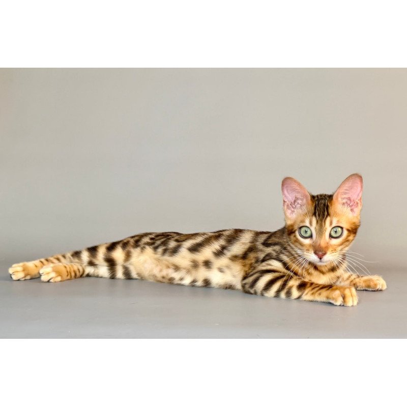Bengal Xirelle