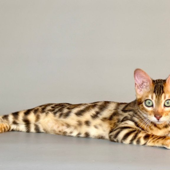 Bengal Xirelle