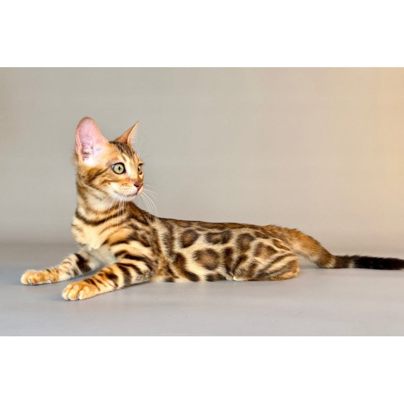 Bengal Xirelle