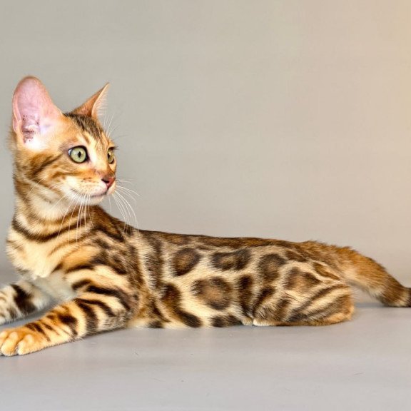 Bengal Xirelle