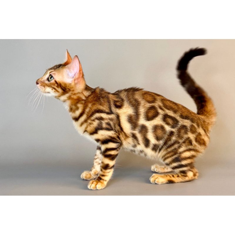 Bengal Xirelle