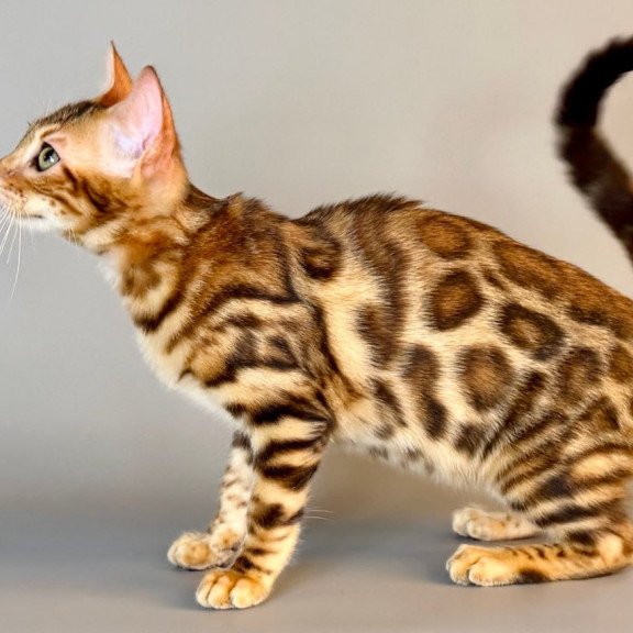 Bengal Xirelle