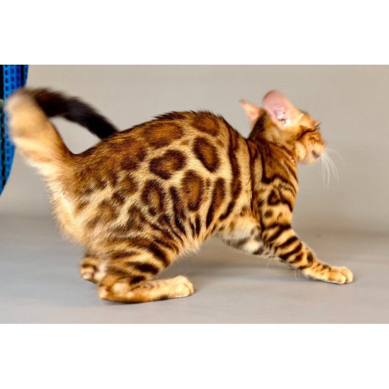 Bengal Xirelle