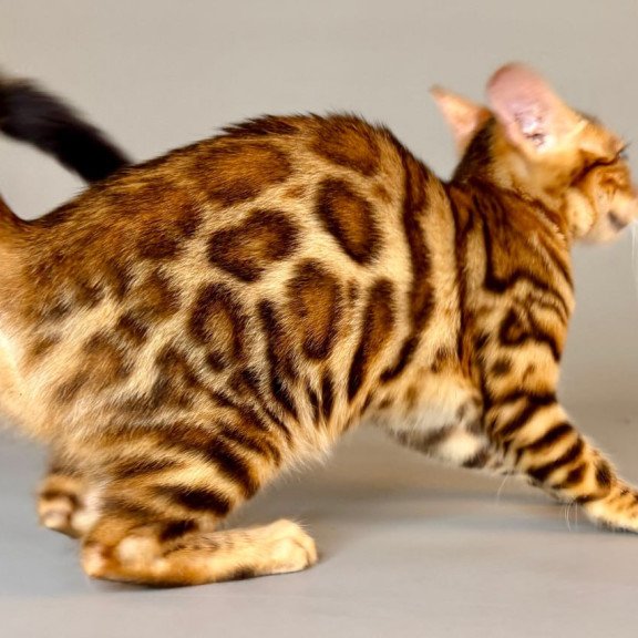Bengal Xirelle