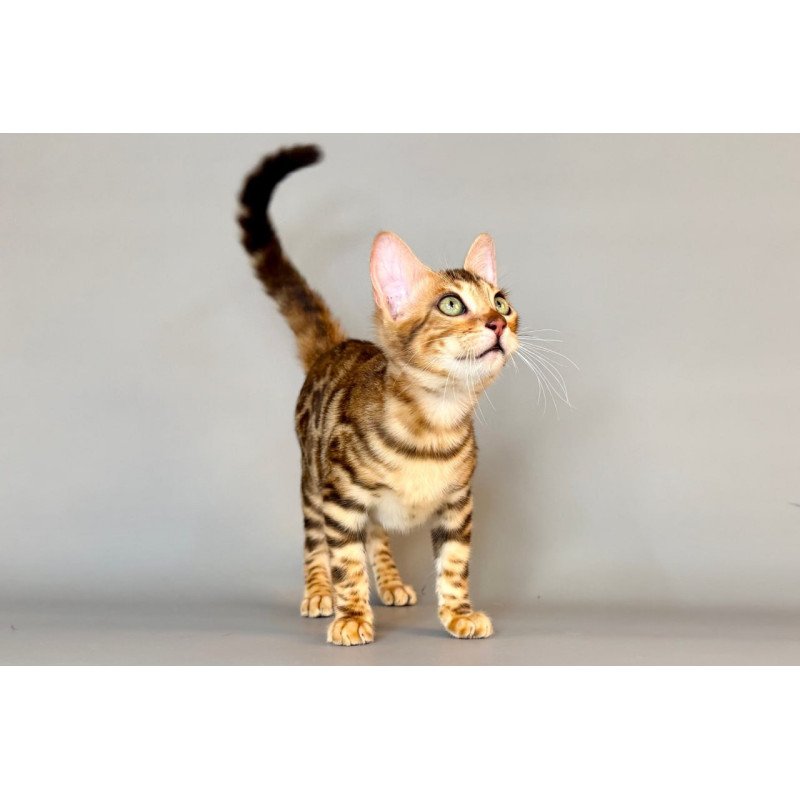 Bengal Xirelle
