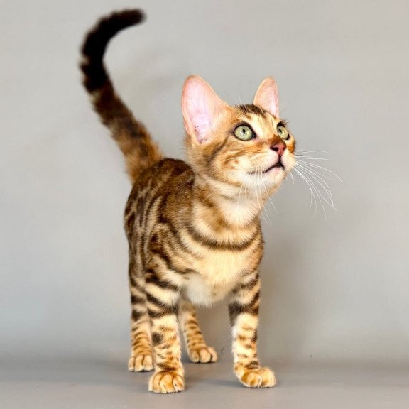 Bengal Xirelle