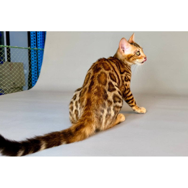 Bengal Xirelle