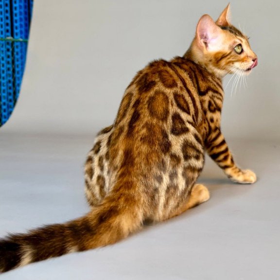 Bengal Xirelle