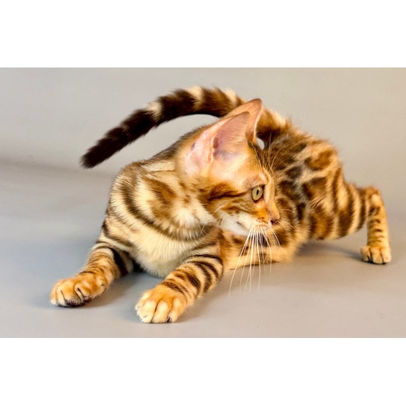 Bengal Xirelle