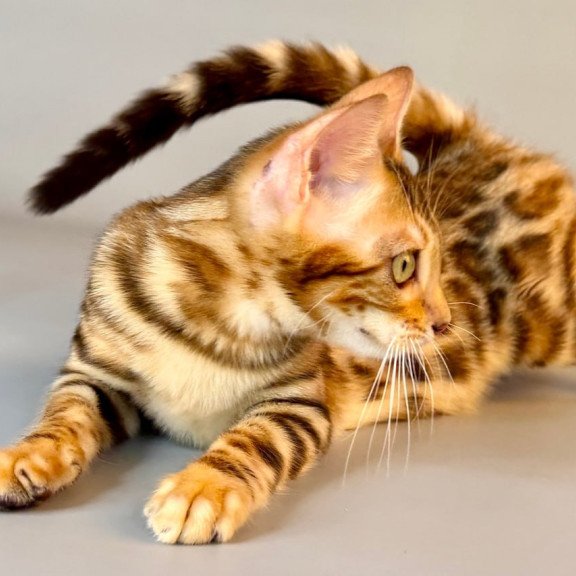 Bengal Xirelle