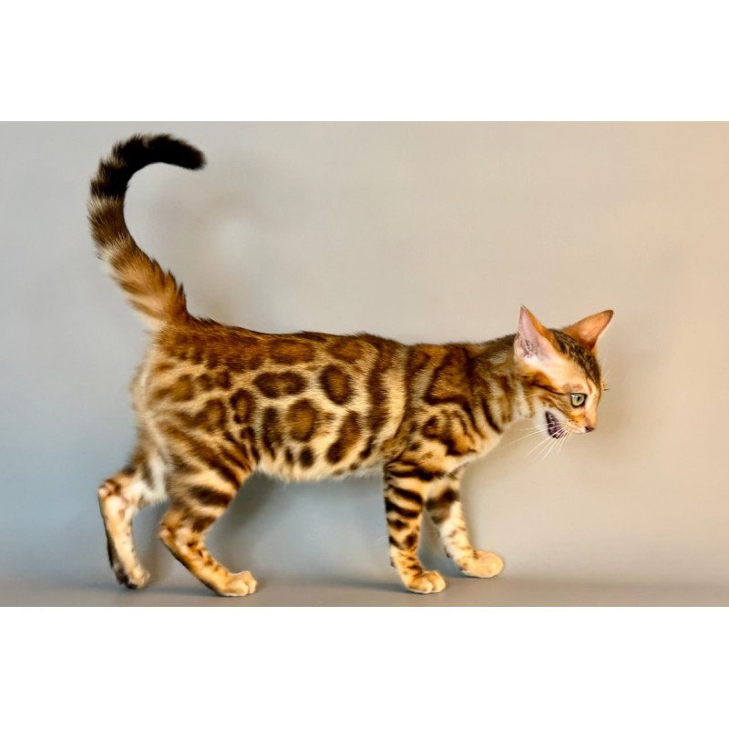 Bengal Xirelle
