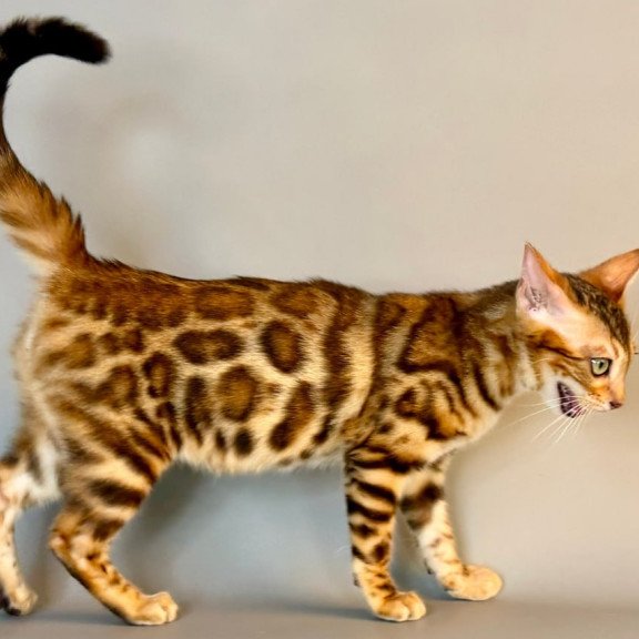 Bengal Xirelle