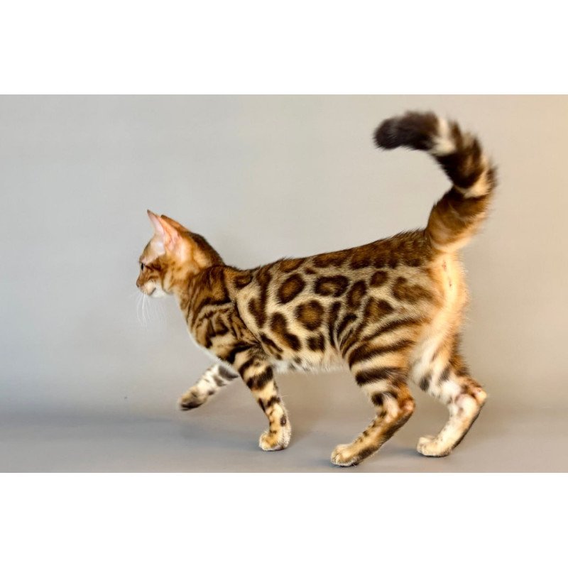 Bengal Xirelle