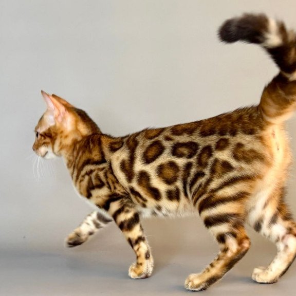 Bengal Xirelle