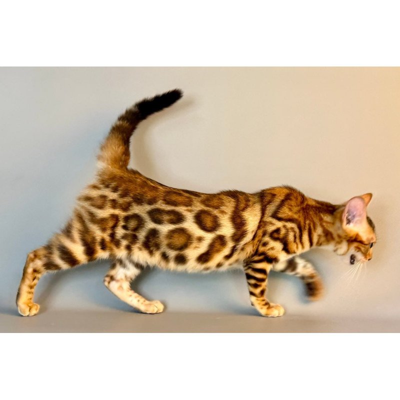 Bengal Xirelle