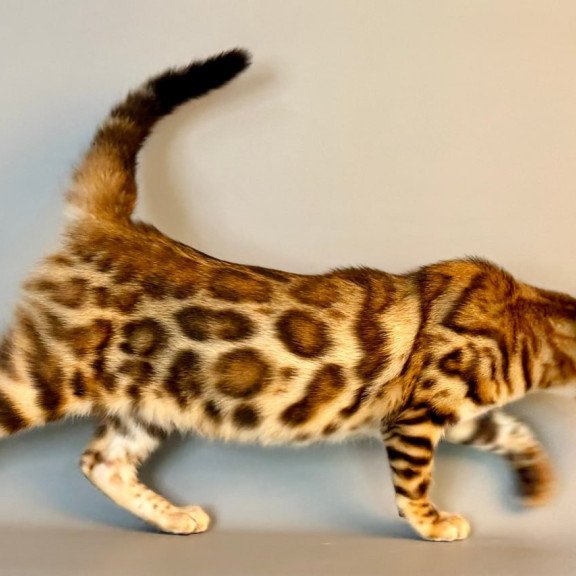 Bengal Xirelle