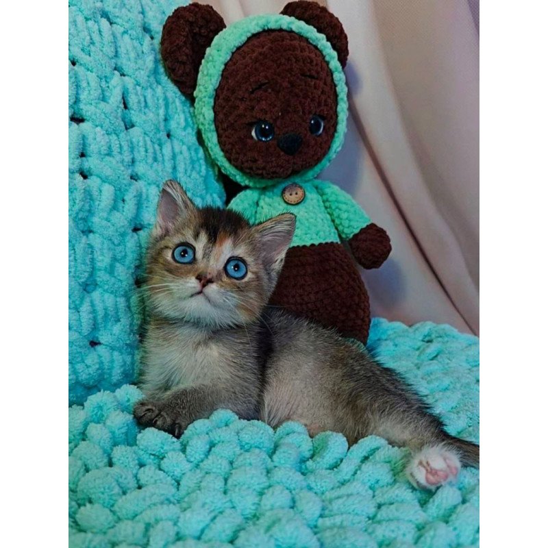 British Qyara